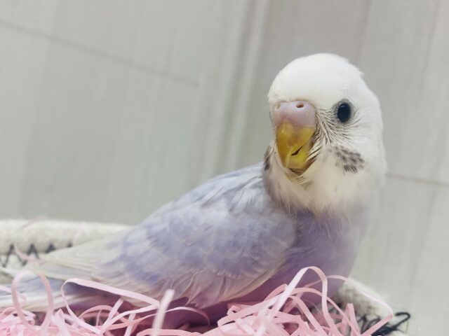 圧倒的な上品さ✨👑あわ〜いセキセイインコのライラック💜