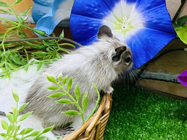 デグー