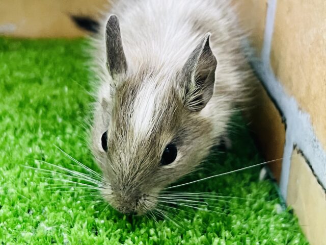 デグー