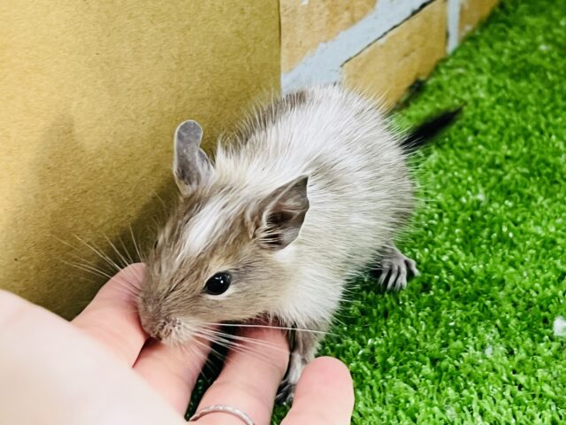 デグー