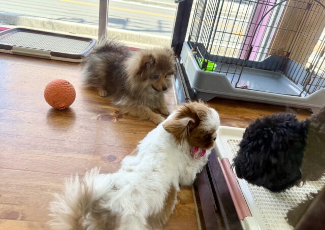 ポメラニアン
