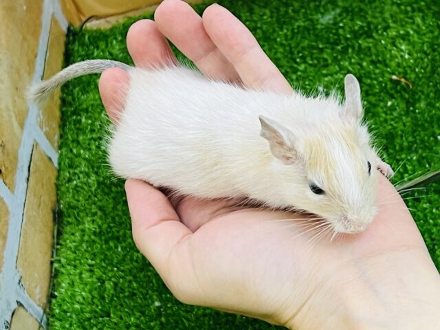 デグー
