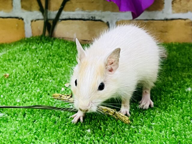 デグー
