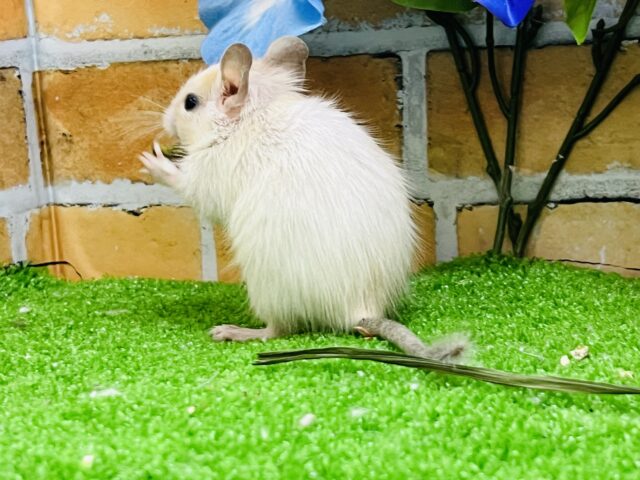 デグー