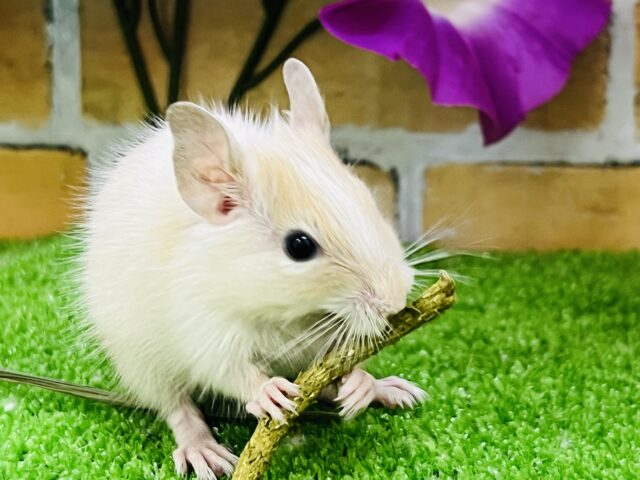デグー
