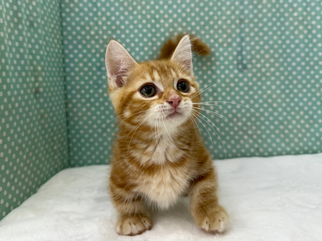 短いあんよ🐾たくさんスリスリ〜💗マンチカンの男のコきました✨