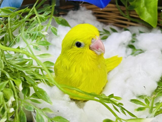 マメルリハ
