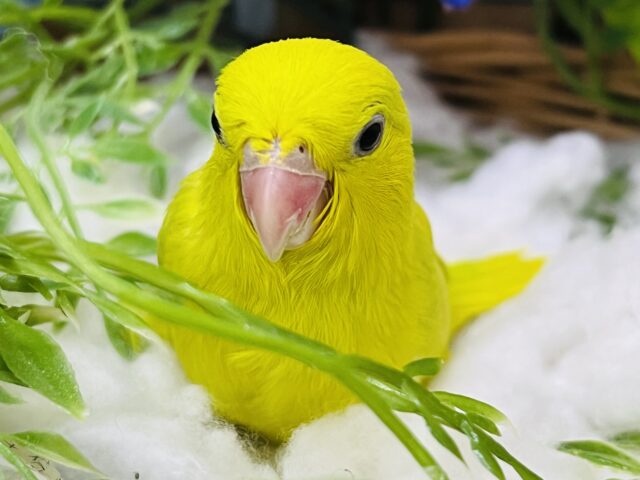 マメルリハ