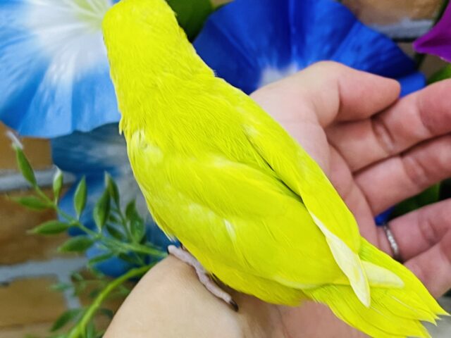マメルリハ