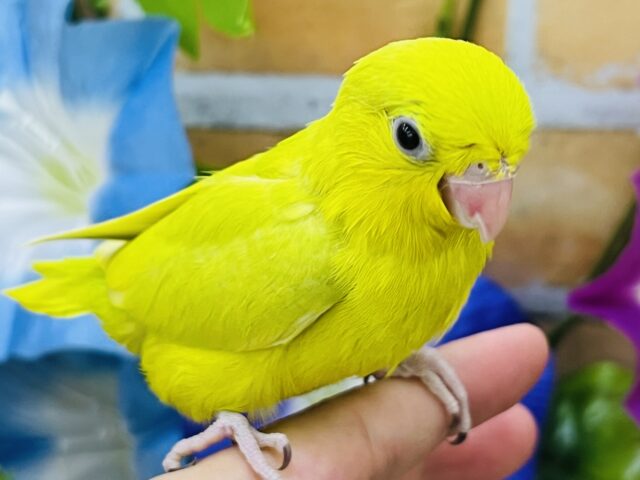 マメルリハ