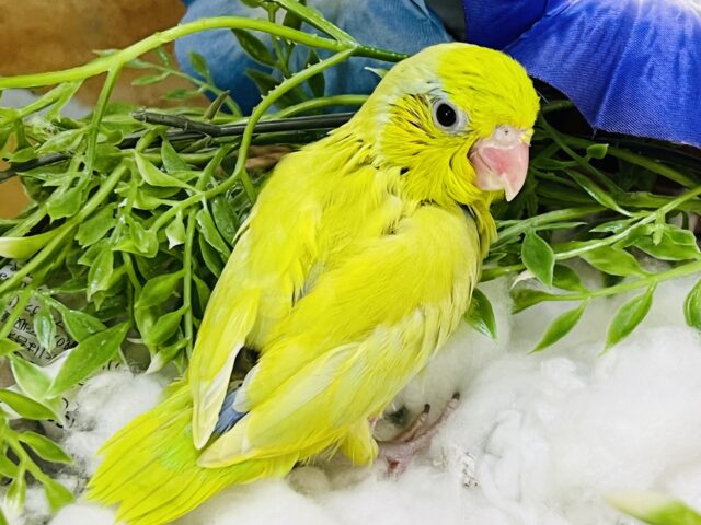 マメルリハ