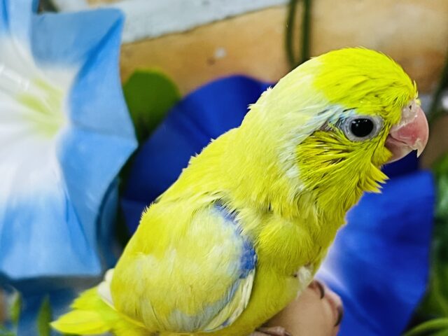 マメルリハ