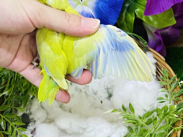 マメルリハ
