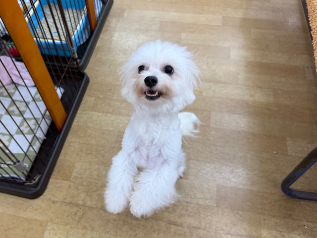 チワビション