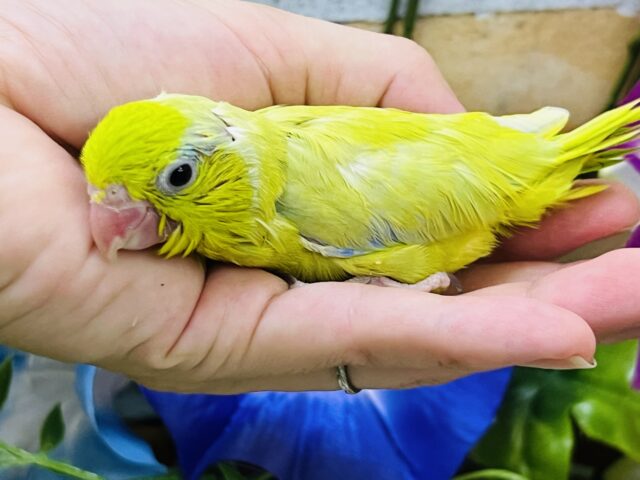 マメルリハ