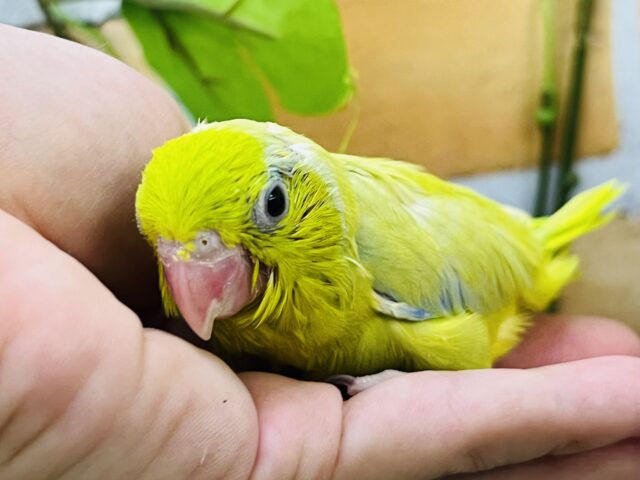 青サスペンダーのまめっち〜🎵男の子！
