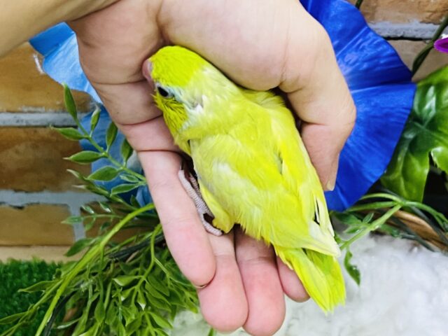 マメルリハ
