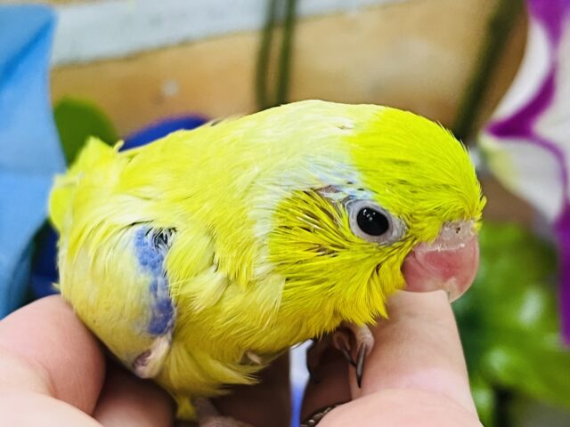 マメルリハ