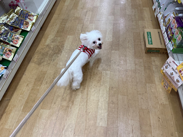 チワビション