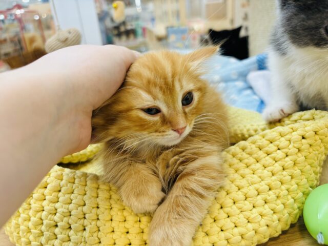 ミヌエット