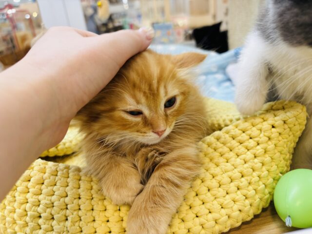 ミヌエット