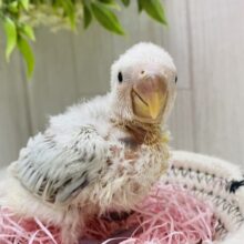 ぽわぽわ〜☁️🩵どんな姿を見せてくれますかぁ❓コザクラインコのアクアターコイズ系🌟