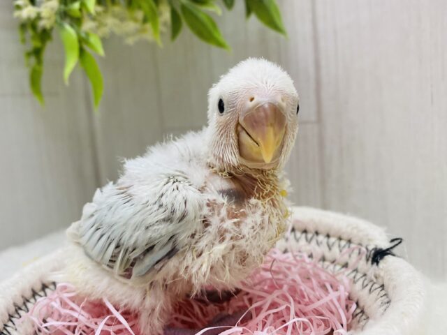 ぽわぽわ〜☁️🩵どんな姿を見せてくれますかぁ❓コザクラインコのアクアターコイズ系🌟