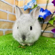 お鼻が黒いの♡可愛すぎるもちふわ🎵ネザーランドドワーフラビット☆