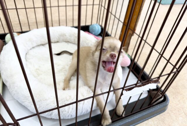 チワワ