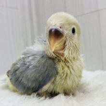 落ち着いたブルーも素敵でしょ✨キュートなお顔の😍コザクラインコターコイズシナモンオパーリン💙