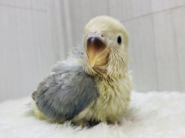 落ち着いたブルーも素敵でしょ✨キュートなお顔の😍コザクラインコターコイズシナモンオパーリン💙