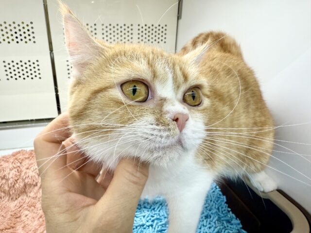 ミヌエット