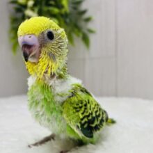 セキセイインコと言えばのカラーです🌟グリーンとイエローのオパーリン💚
