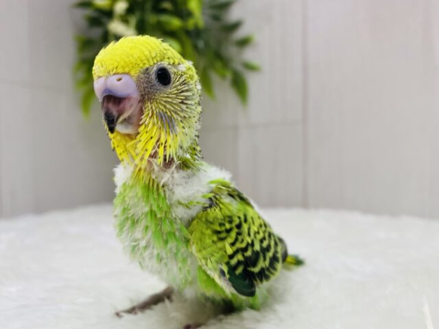 セキセイインコと言えばのカラーです🌟グリーンとイエローのオパーリン💚