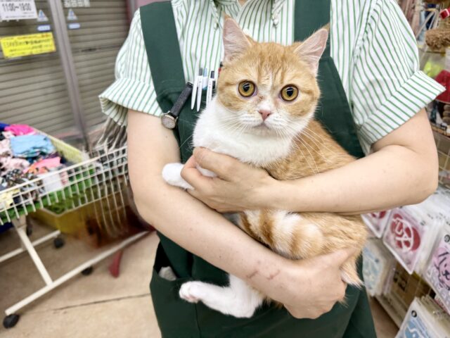 ミヌエット