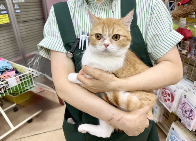 ミヌエット
