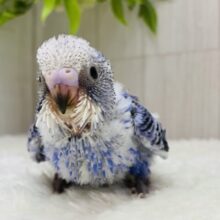 嬉しくってルンルンルン♪元気いっぱいワタワタちゃんなセキセイインコのオパーリン💙
