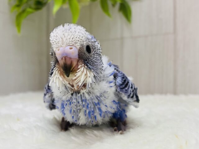 嬉しくってルンルンルン♪元気いっぱいワタワタちゃんなセキセイインコのオパーリン💙