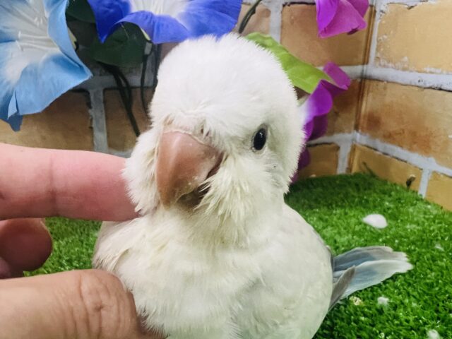 まんまるヨチヨチ怪獣⁈オキナインコ（ブルーパリドオパーリン）