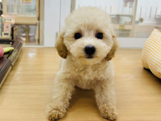 トイプードル