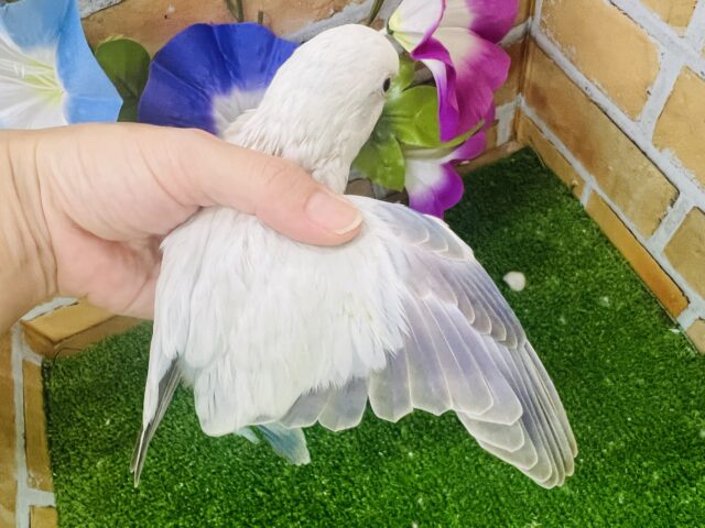 オキナインコ