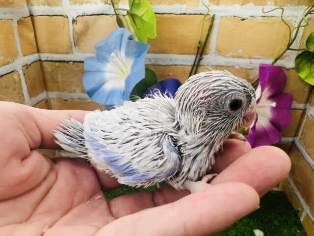 マメルリハ