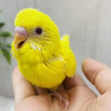 ｷﾗｰﾝ✨輝く赤目ちゃん❤️セキセイインコのルチノー