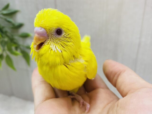 ｷﾗｰﾝ✨輝く赤目ちゃん❤️セキセイインコのルチノー