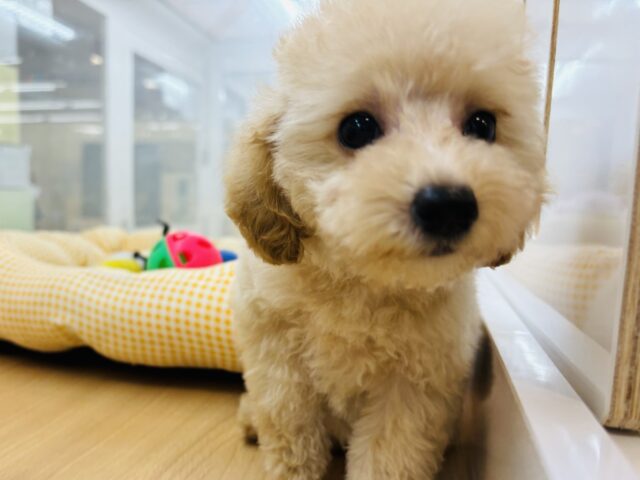 トイプードル