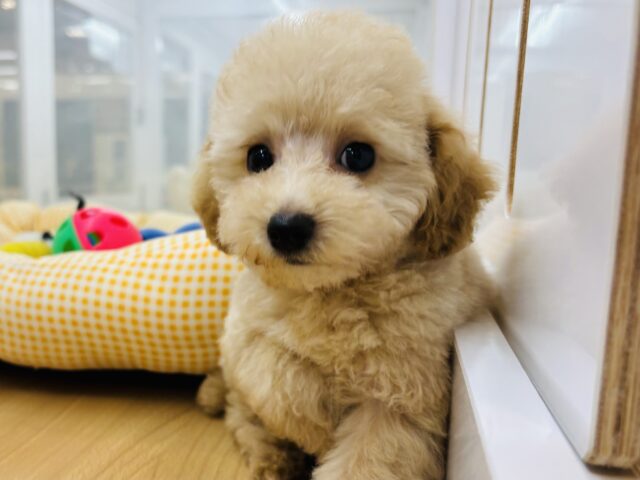 トイプードル