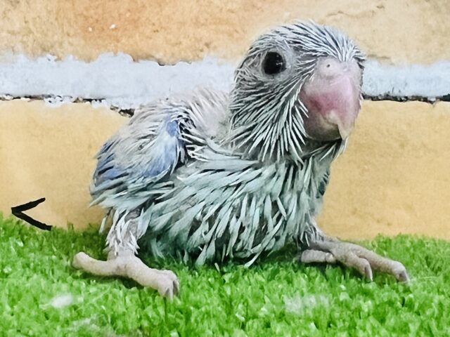 マメルリハ