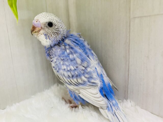 爽やかブルーにこの模様がステキです💙セキセイインコのスパングル！！