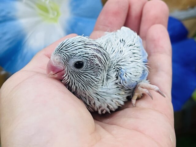 マメルリハ