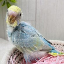 あわ〜いパステル可愛すぎますっ💕ワタワタに包まれたセキセイインコのパステルレインボー🌈